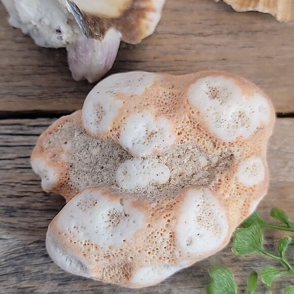 Natural Seashell and Coral Collection 10 shells & clam shells - Picture 6 of 13